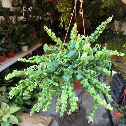 Curly Lipstick Plant(give flowers) shade indoor and outdoor easy care in 6 inch pot