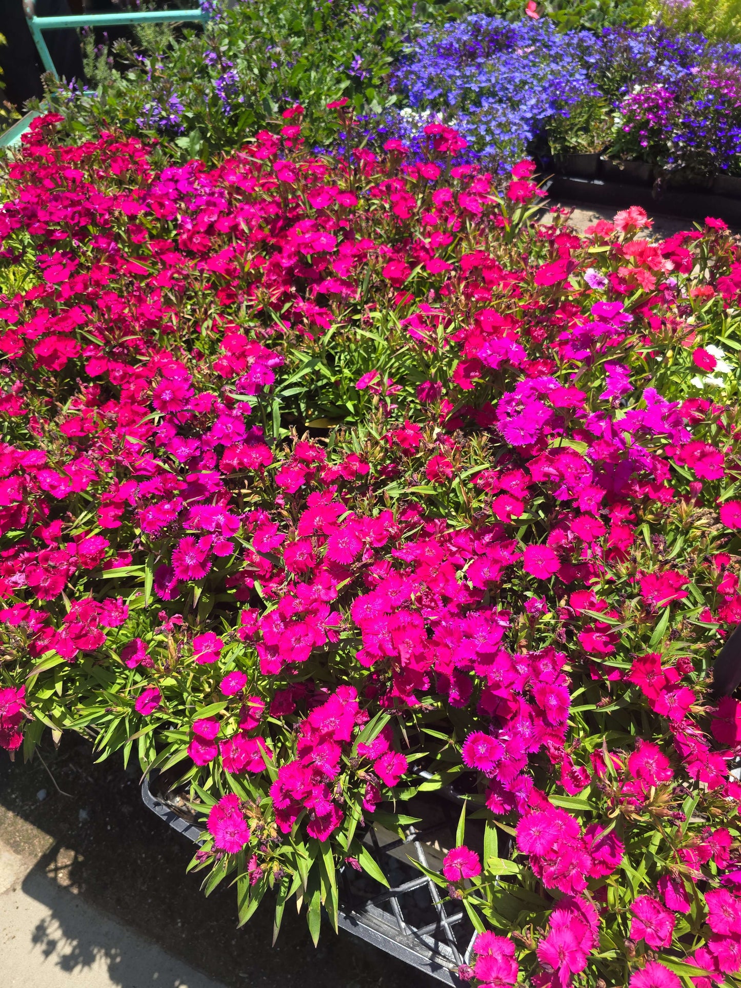 4x4" Pot set Dianthus aka Pinks, Carnations
