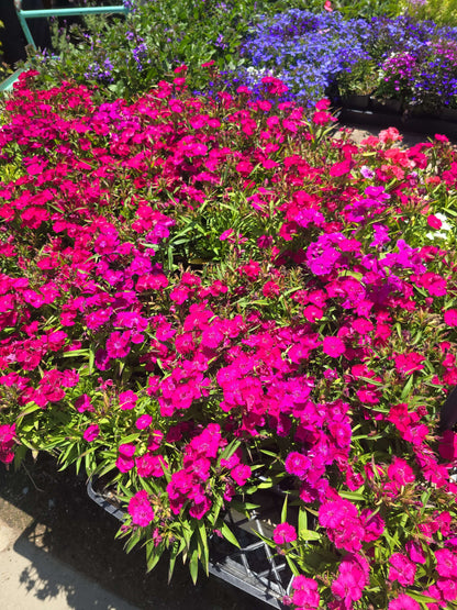4x4" Pot set Dianthus aka Pinks, Carnations