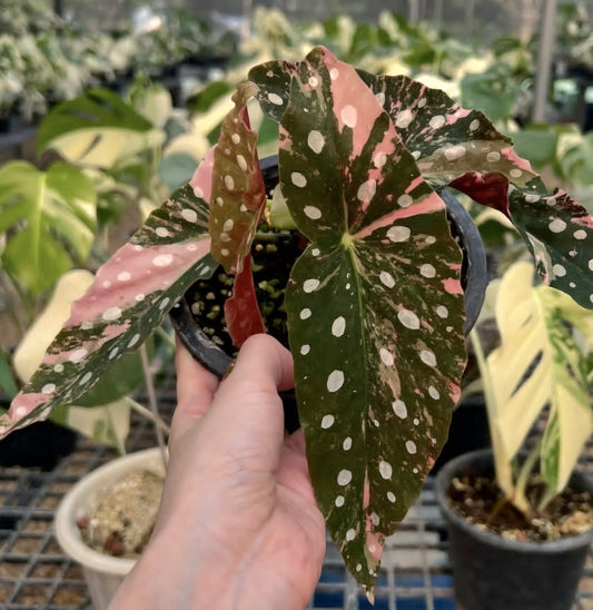Rare Begonia Maculata Pink Variegated root in moss