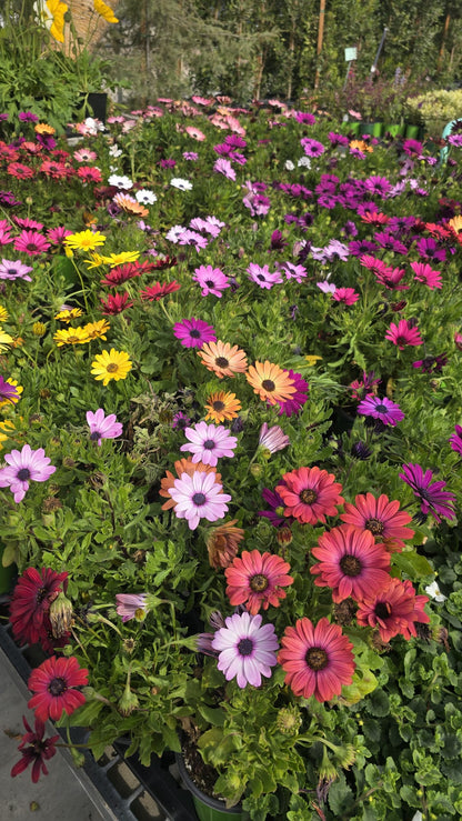 6 pots color mix Shrubby daisybush 6x5" pots full sun plant