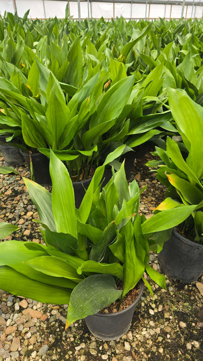 Cast Iron Plant (Aspidistra elatior) - Tough, Low-Light Houseplant in 5 gallon pot