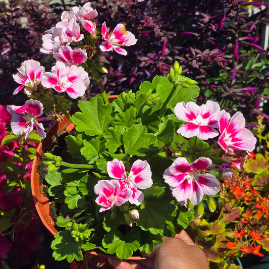 Double Pink Geranium in 6 inch pot