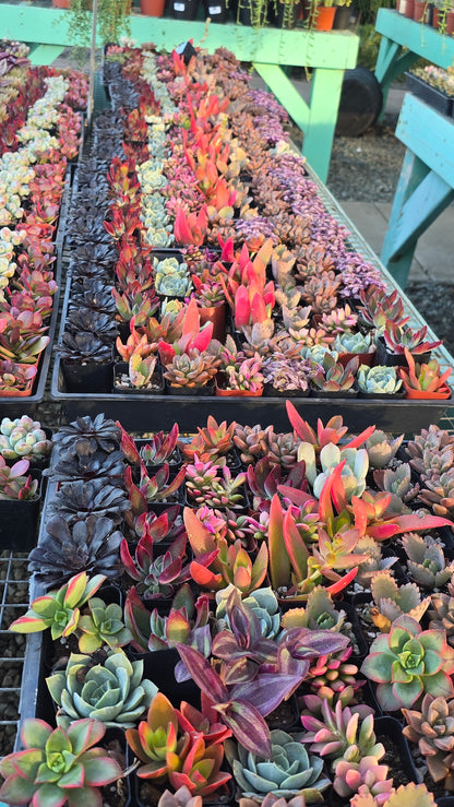 Bundles succulents 2 inch pot mix