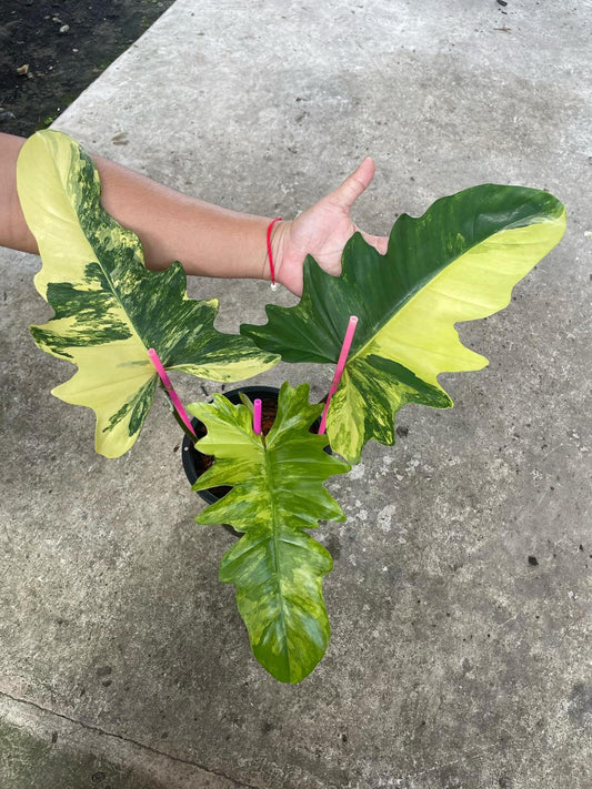 (UG-55)Root in moss 3-4 leaves - Philodendron 'Florida Beauty x Mayoi' Variegated Rare Plant