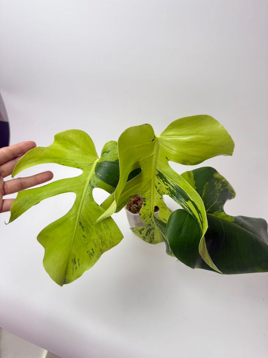 Light Lime Monstera Roots in Moss - Rare, get Similar