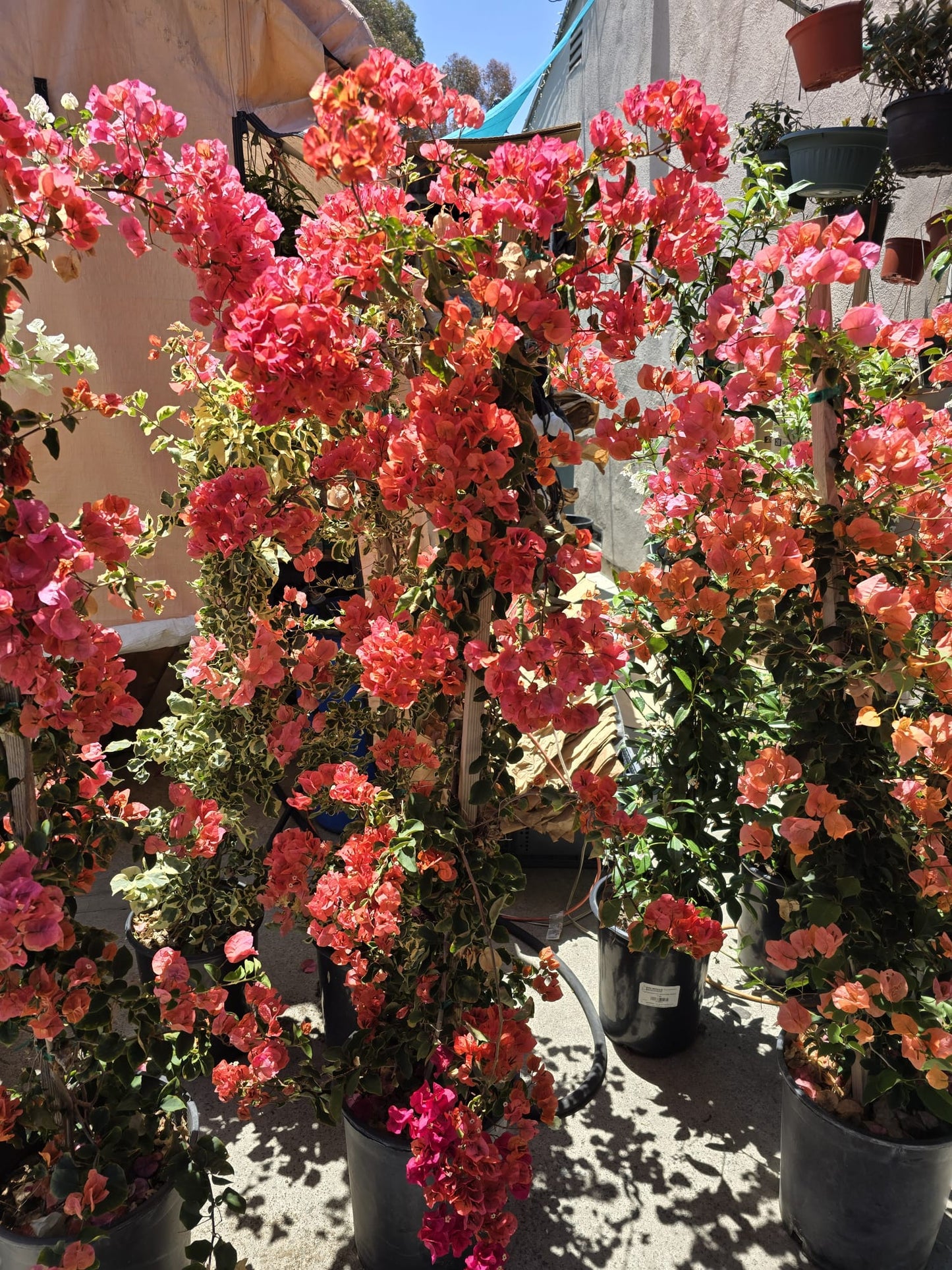 Bougainvillea Orange in pole 4 ft tall