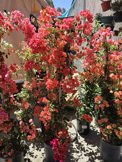 Bougainvillea Orange in pole 4 ft tall