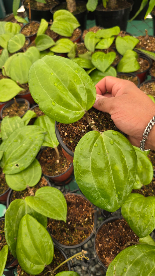 Hoya Sarawak, aka Hoya latifolia 'Sarawak' 2-3 leaves - Rare, get Similar in 4 inch pot