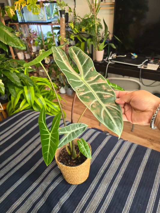 7 inch pot-Alocasia Longiloba Big Plant 1.5 ft tall very Elegant - Get Similar