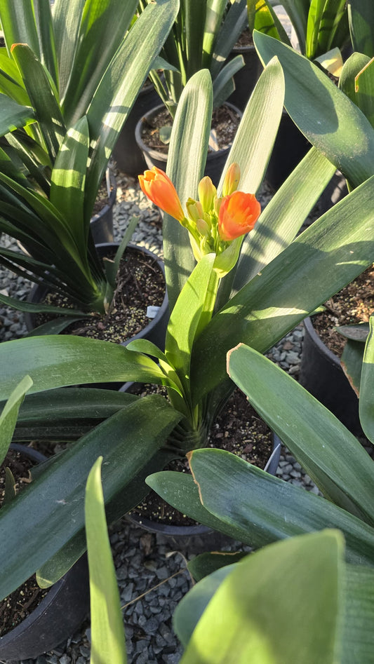 Bush lily orange in 5 Gallon pot