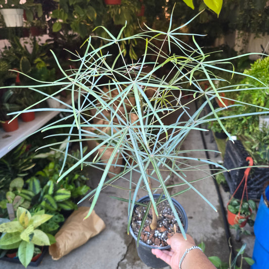 Brachychiton australis in 1 gallon pot