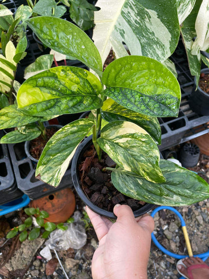 (UG-08)Root in moss 4-5+ leaves- Monstera Peru Variegated Rare Plant- Get Similar to the picture