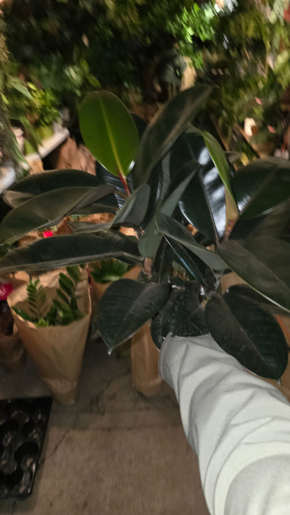 6 inch Pot - Ficus elastica "Cabernet" Variegated Rubber Tree