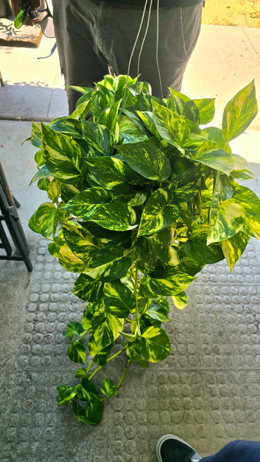 Patrick pothos in 6 inch pot Rare to Find long vines