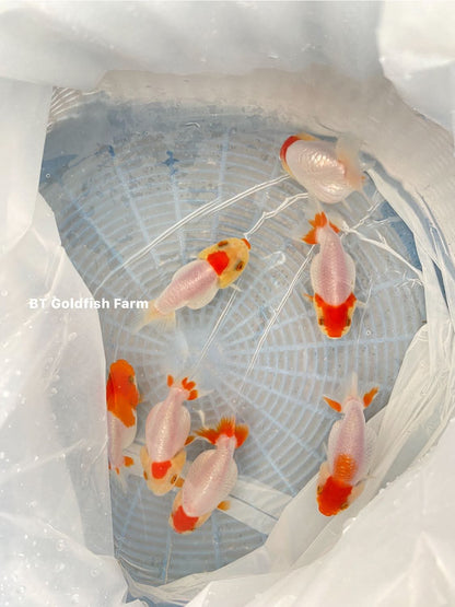 (RAN-02-AA/AAA) Red and White Ranchu High Quality Wholesale Bag - Pick Size and Quantity in Bag