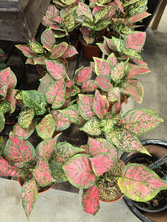 Aglaonema Ruby Chinese Evergreen in 6 inch pot