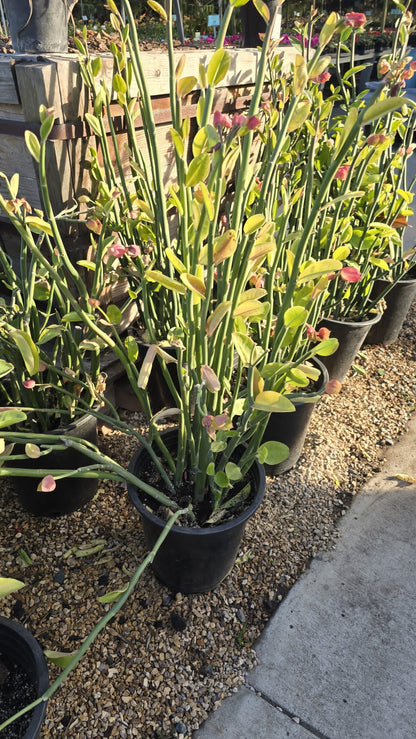 Euphorbia tithymaloides in 5 gallon pot succulent outdoor full sun