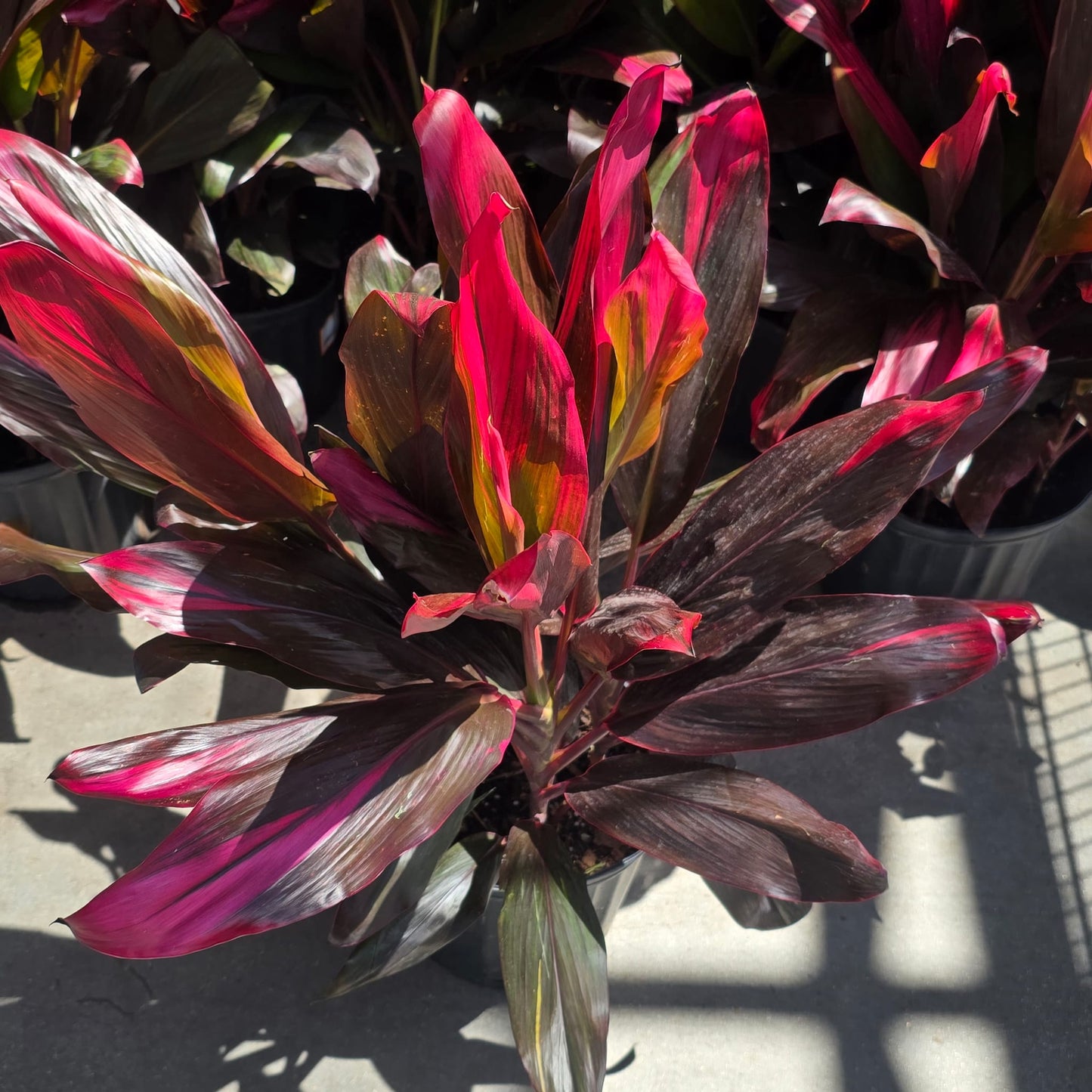 Ti Plant Cordyline fruticosa Red in 8 inch pot