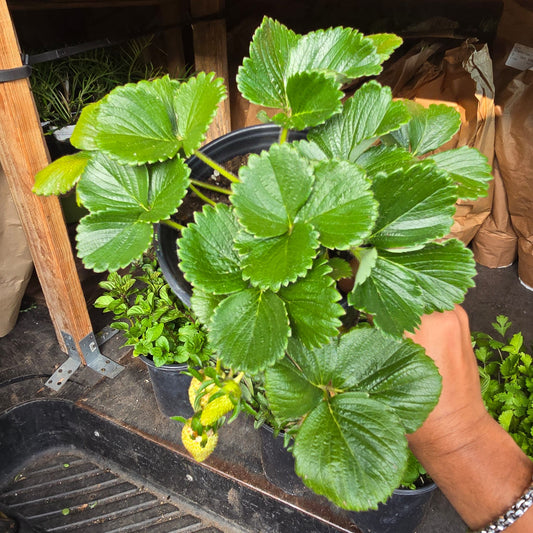 Strawberry Plant in 1 gallon pot