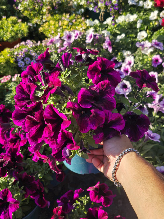 Dark purple Petunia in 6 inch pot full sun easy care