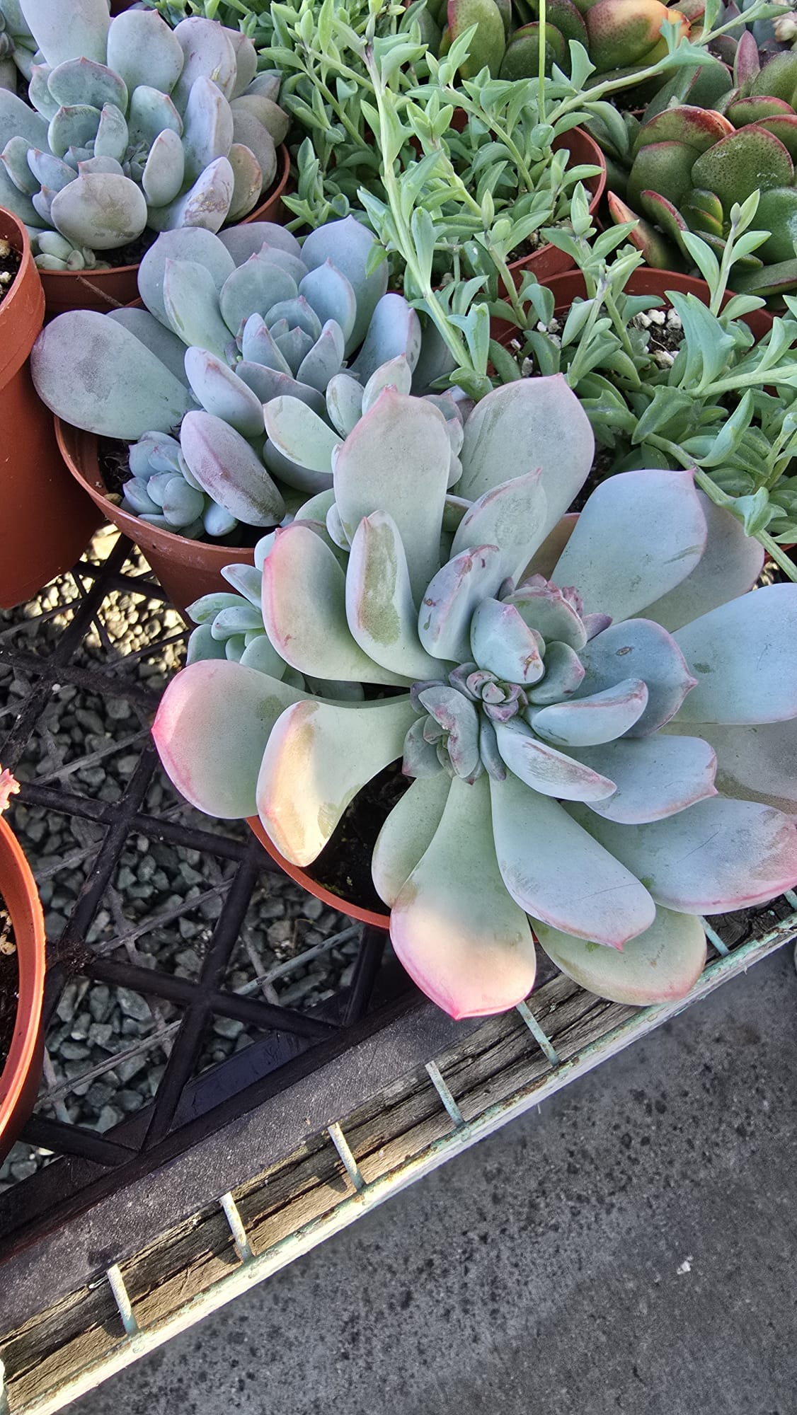 echeveria laui succulent Echeveria laui succulent plant in 6 inch pot