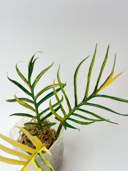 Tortum Aurea Variegated Philodendron full grown plant Roots in Moss - Rare, get Similar