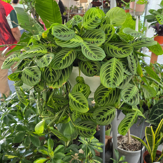 Prayer Maranta in 8 inch pot calathea lemon leuconeura
Plant