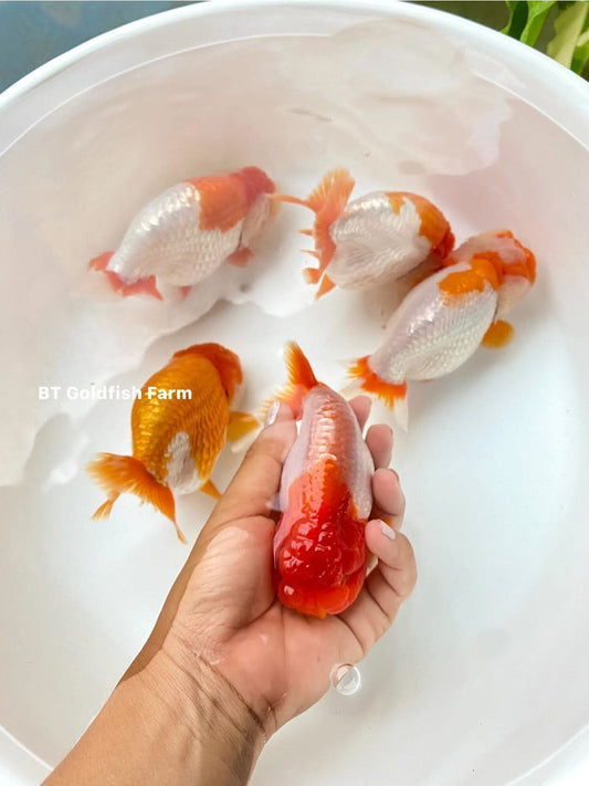 (RAN-02-AA/AAA) Red and White Ranchu High Quality Wholesale Bag - Pick Size and Quantity in Bag