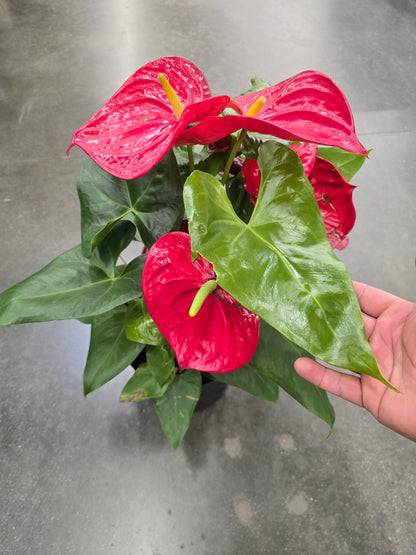 8 inch Pot XL Anthuriums Red Flower Big Plant- Get similar to picture