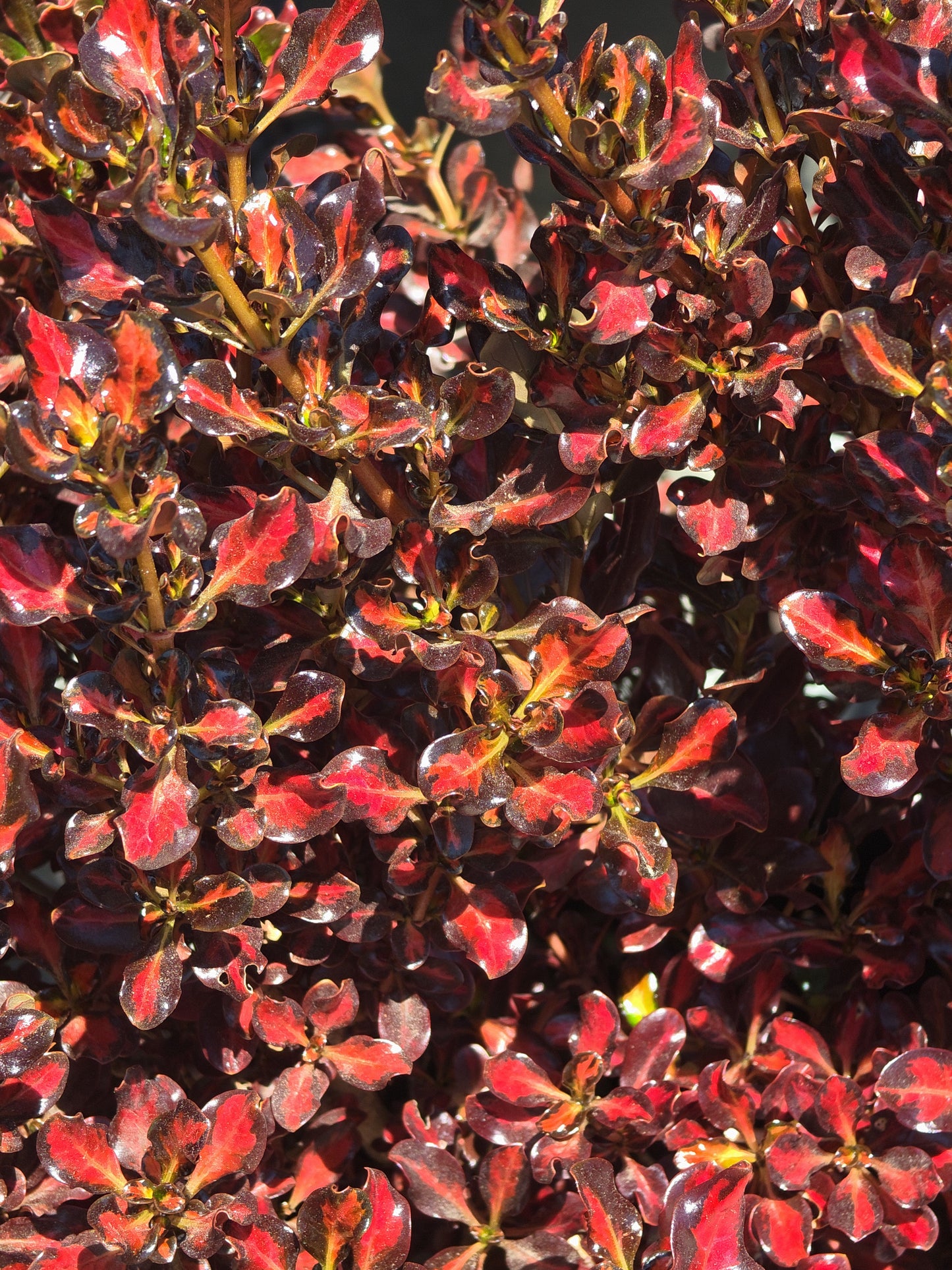 Coprosma 'Scarlet O'Hara' in 5 Gallon