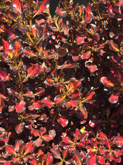 Coprosma 'Scarlet O'Hara' in 5 Gallon