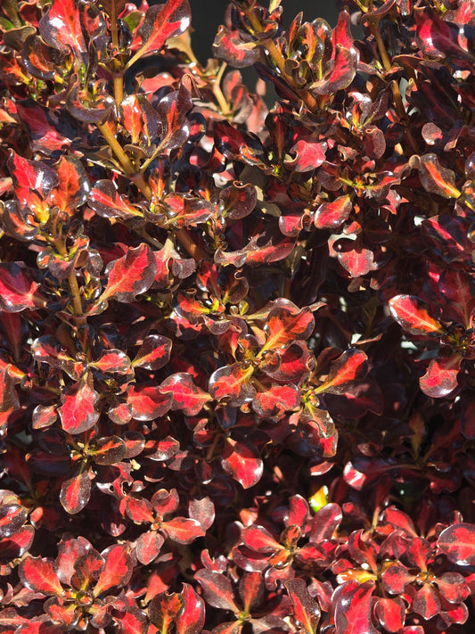 Coprosma 'Scarlet O'Hara' in 5 Gallon