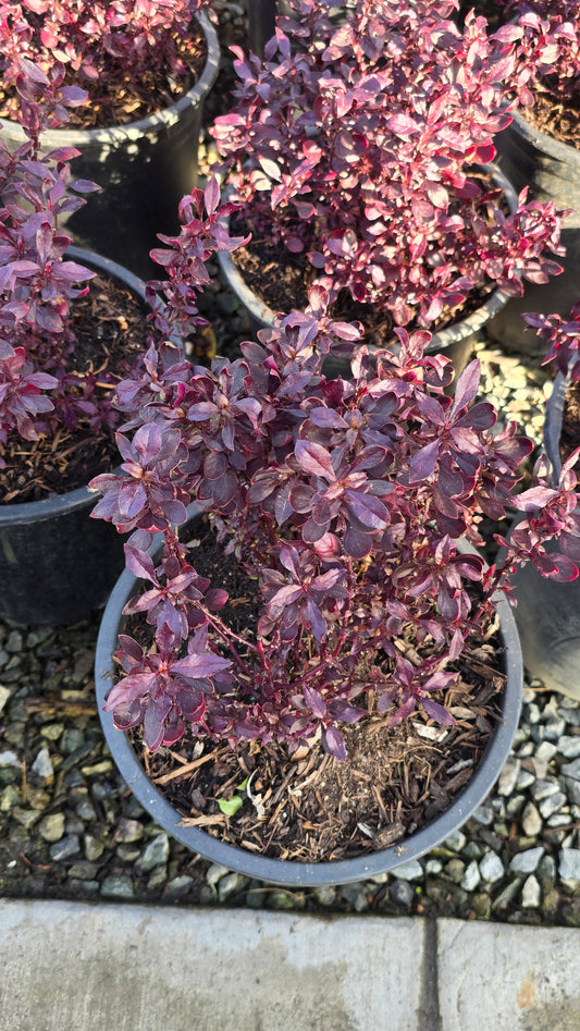 Alternanthera dentata 'Little Ruby' in 5 Gallon pot, get similar