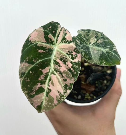 Root in moss 3+ leaves - Alocasia 'Black Velvet Ninja Splash' Variegated Rare Plant- Get Similar