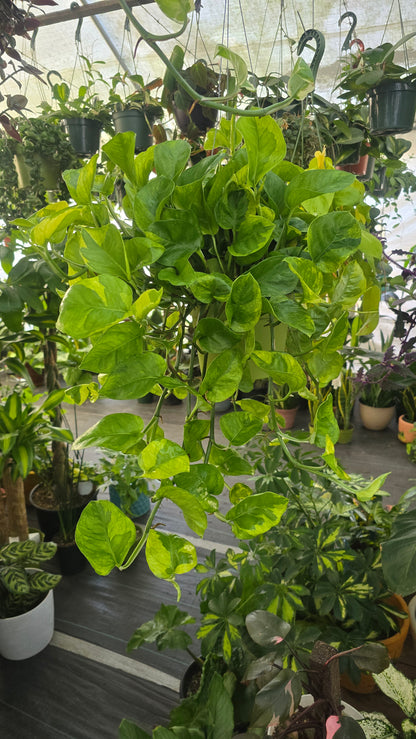 Epipremnum aureum Lemon Meringue