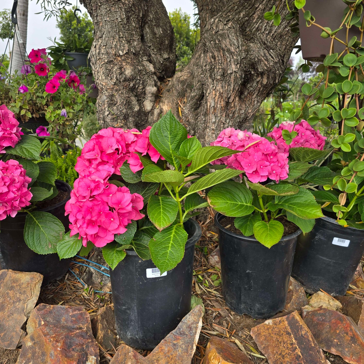 Hydrangea Pimk in 5 gallon pot