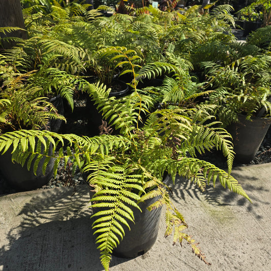 Fern Giant cooperi Australian in 3 gallon pot
