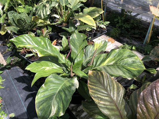 Variegated Anthurium XL "bird's nest" type, likely an Anthurium Superbum or Hookeri get similar, roots in moss