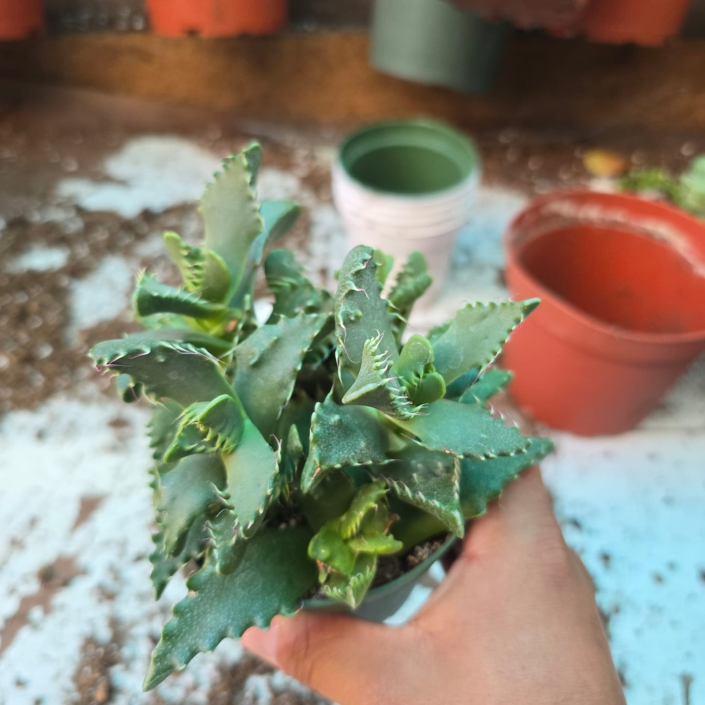 Faucaria tigrina, tiger jaws, Aizoaceae in 4 inch pot