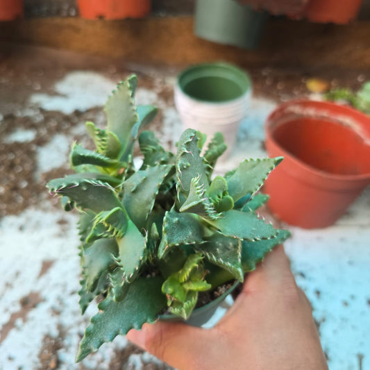Faucaria tigrina, tiger jaws, Aizoaceae in 4 inch pot