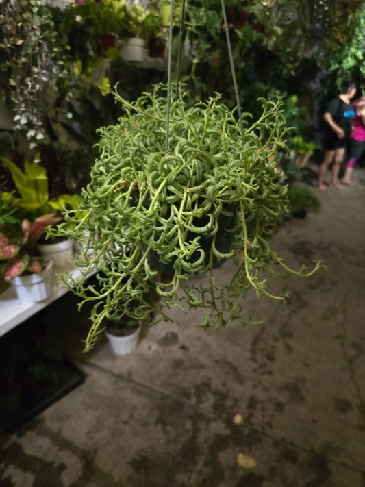 6 inch pot- Curio Radicans very hardy easy care- Succulent hanging plant - Get Similar To Picture