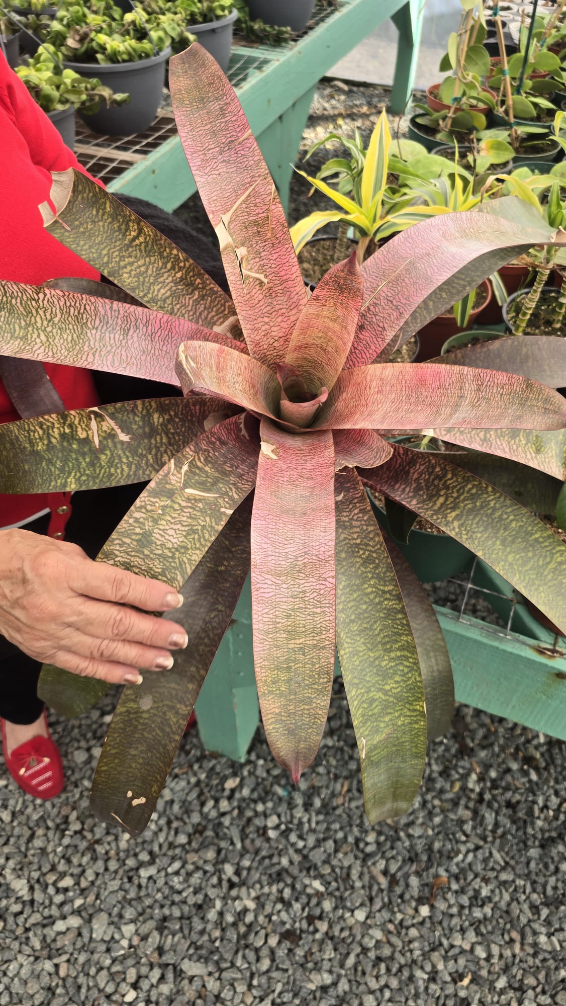 Bromeliad Vrisea 'Red Chestnut in 6 inch pot