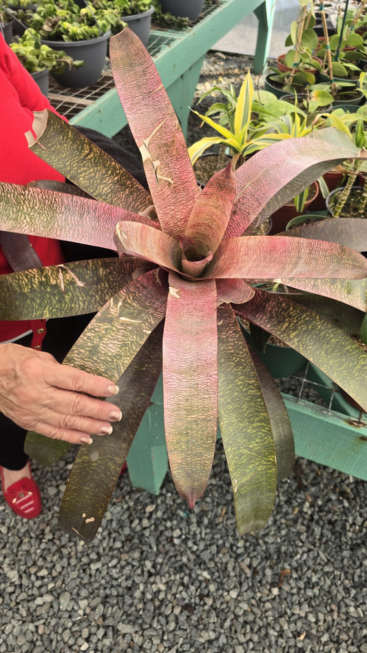 Bromeliad Vrisea 'Red Chestnut in 6 inch pot