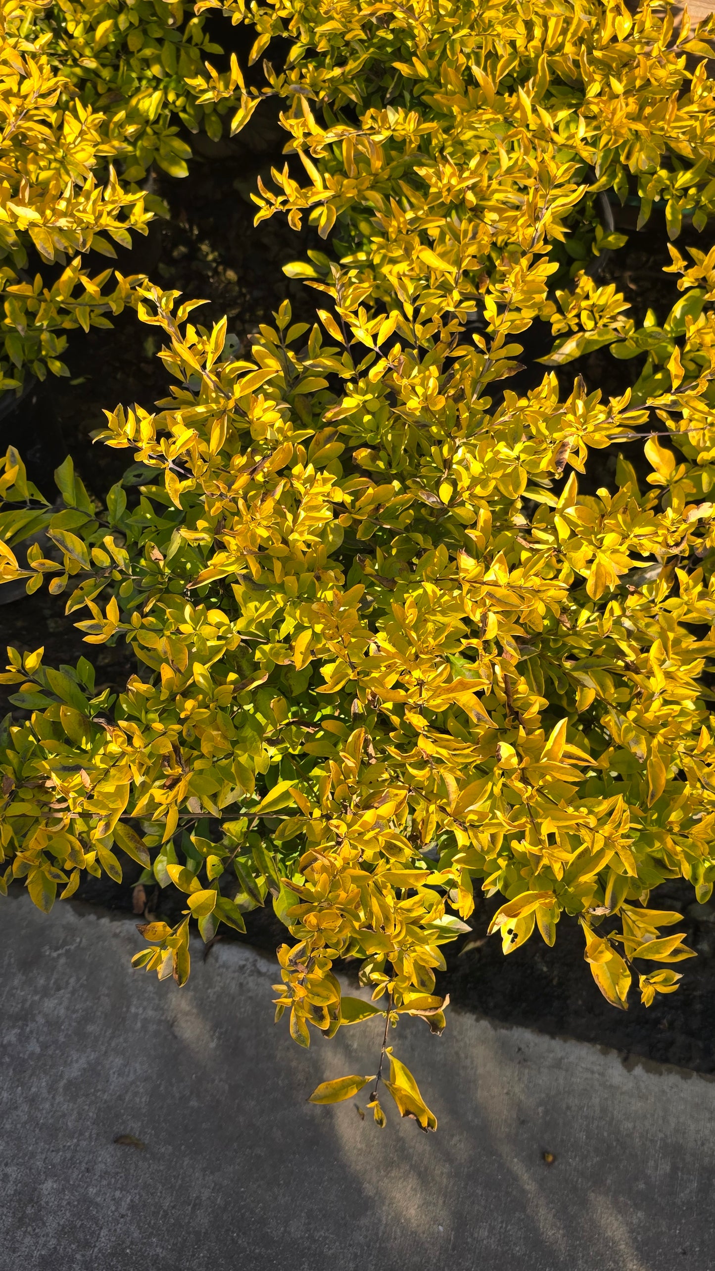 Duranta erecta 'Golden'in 5 gallon pot - Get similar