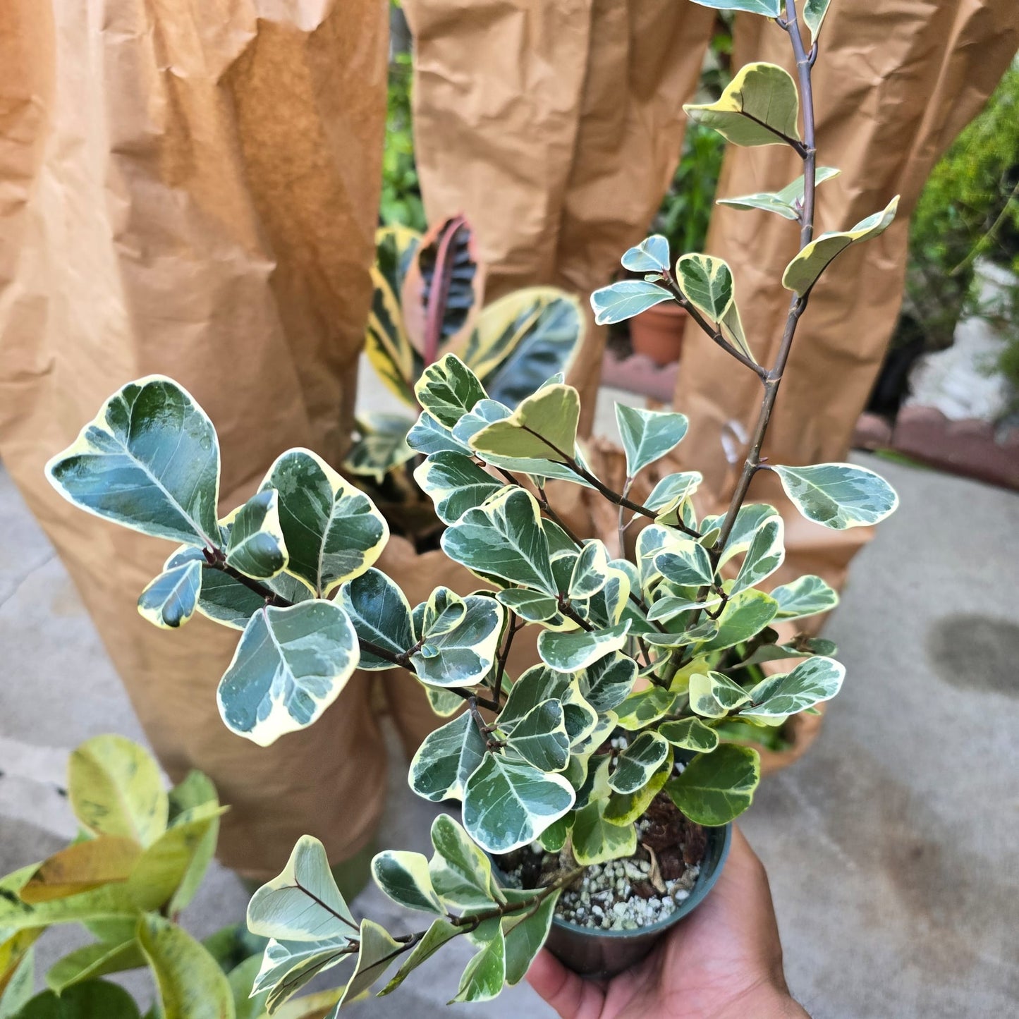 Ficus Triangularis Variegated in 4 inch pot, perfect gift
