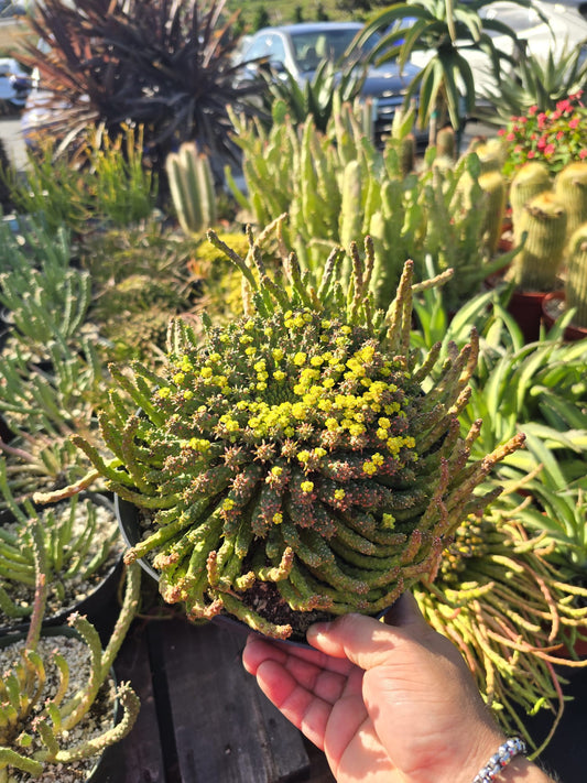 Euphorbia caput-medusae in 6 inch pot Easy care