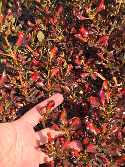 Coprosma 'Scarlet O'Hara' in 5 Gallon