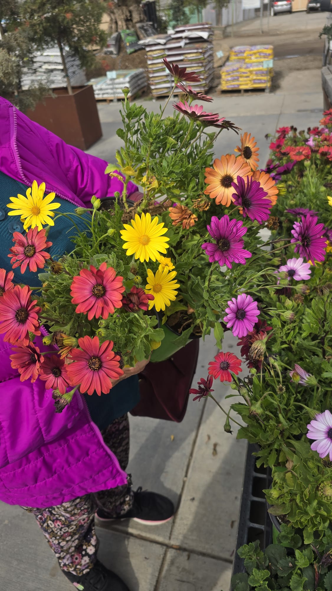 6 pots color mix Shrubby daisybush 6x5" pots full sun plant