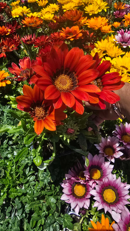 Gazania flowers Deep Orange, also known as Treasure Flowers or African Daisies 6 set of 4 inch pot
